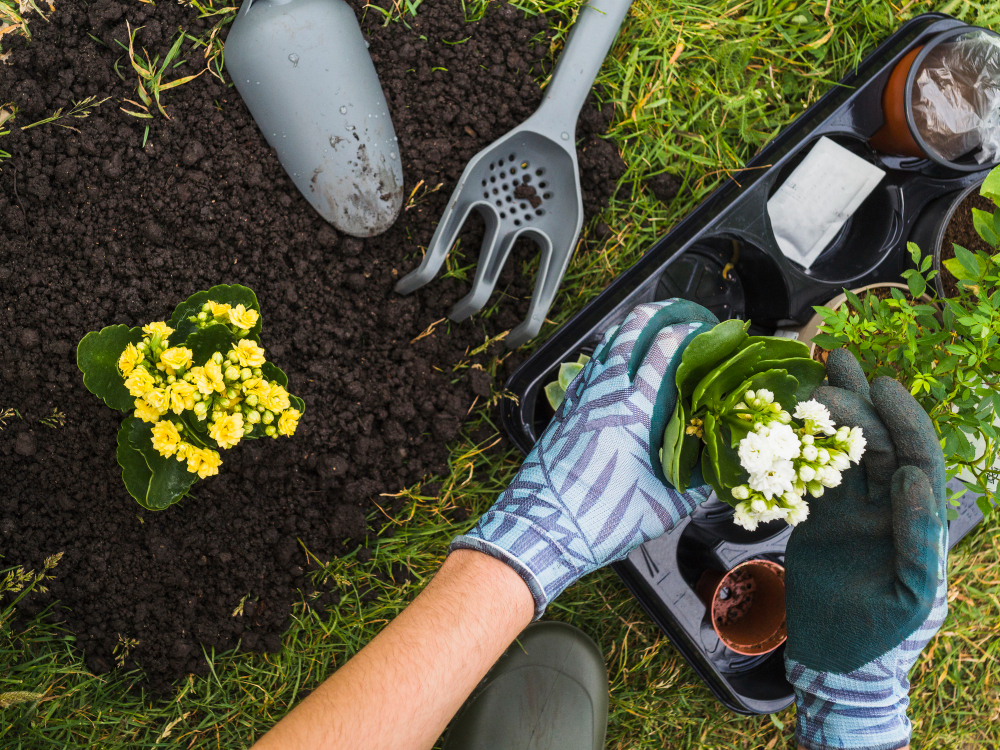 overhead-view-hand-holding-small-fresh-potted-plant-1